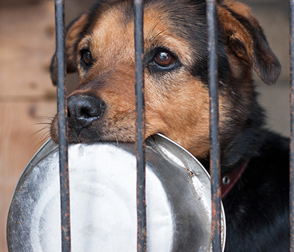 Gör på riktigt! - Adoptera hund genom DogRescue